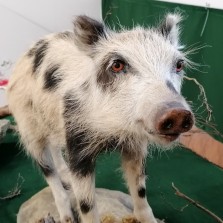 Usměvavé sele. Foto: Kamila Dvořáková