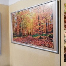 Panely na chodbě zachycují prasata divoká i jejich životní prostředí. Foto: Kamila Dvořáková