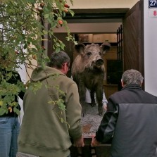 Příprava výstavy byla náročná na organizaci i svaly. Foto: Kamila Dvořáková