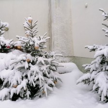 Zachumelené stromečky na dvorku Moučkova domu. Foto: Kamila Dvořáková