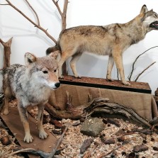 Výstava SOUŽITÍ S VELKÝMI ŠELMAMI. Foto: Kamila Dvořáková