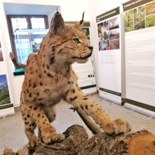 Výstava SOUŽITÍ S VELKÝMI ŠELMAMI. Foto: Kamila Dvořáková