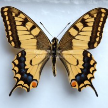 Otakárek fenyklový (Papilio machaon).