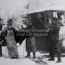 Řezníci se chystejí porazit krávu (u Madrielle, prosinec 1917).  Foto: Antonín Kurka