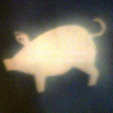 Zlaté prasátko. Foto: Kamila Dvořáková