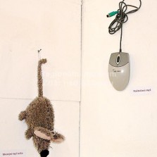 Proč se myš nazývá myší. Foto: Kamila Dvořáková