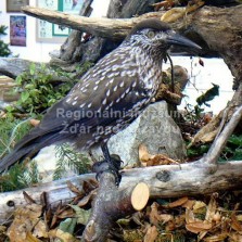 Ořešník kropenatý. Foto: Kamila Dvořáková