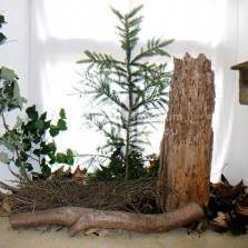 Hnízdo krahujce a obydlí mravenců Formica Camponotus. Foto: Kamila Dvořáková
