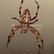 Pavouk Křižák obecný. Foto: Pixabay/Public Domain