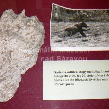 Odlitek medvědí stopy - v 90. letech 20. stol. prošel Žďárskem. Foto: Kamila Dvořáková