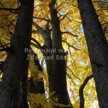 Listnatý les. Foto: Zdeněk Málek