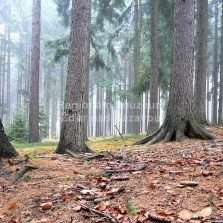 Jehličnatý les. Foto: Kamila Dvořáková