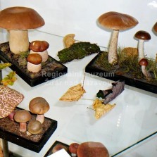 Jedlé houby. Foto: Kamila Dvořáková