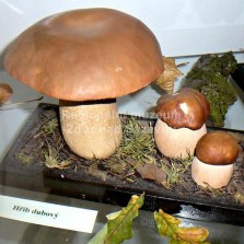 Hřib dubový. Foto: Kamila Dvořáková