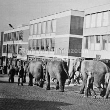 Sloni na náměstí. Foto: archiv RM