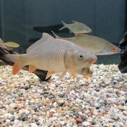 V pondělí 17. 11. 2025 výstava Zrcadla v krajině OTEVŘENA